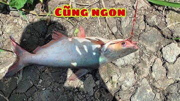 Câu Cá Rô Đồng Có Cá Tra Hơi Bự Nhúng Giấm Luôn | Fishing - Miền Tây