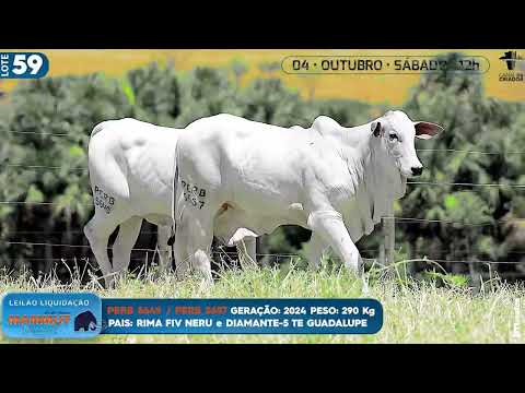 LOTE 59   PERB 5649 5657