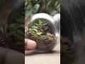 Making a mini native terrarium using plants from the garden