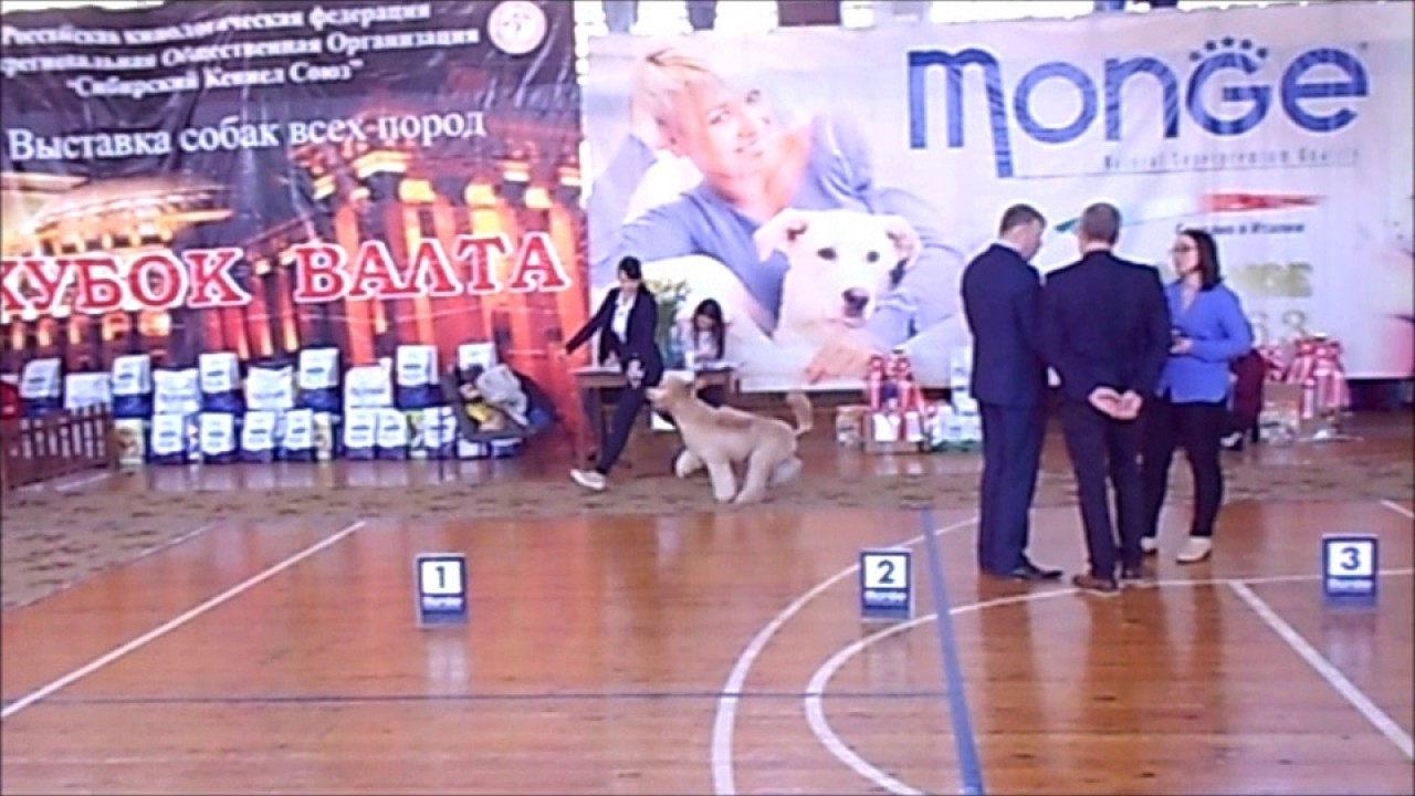 НОРД ФОРЕСТ ЕВА ГОЛД ЭДИШН - YouTube