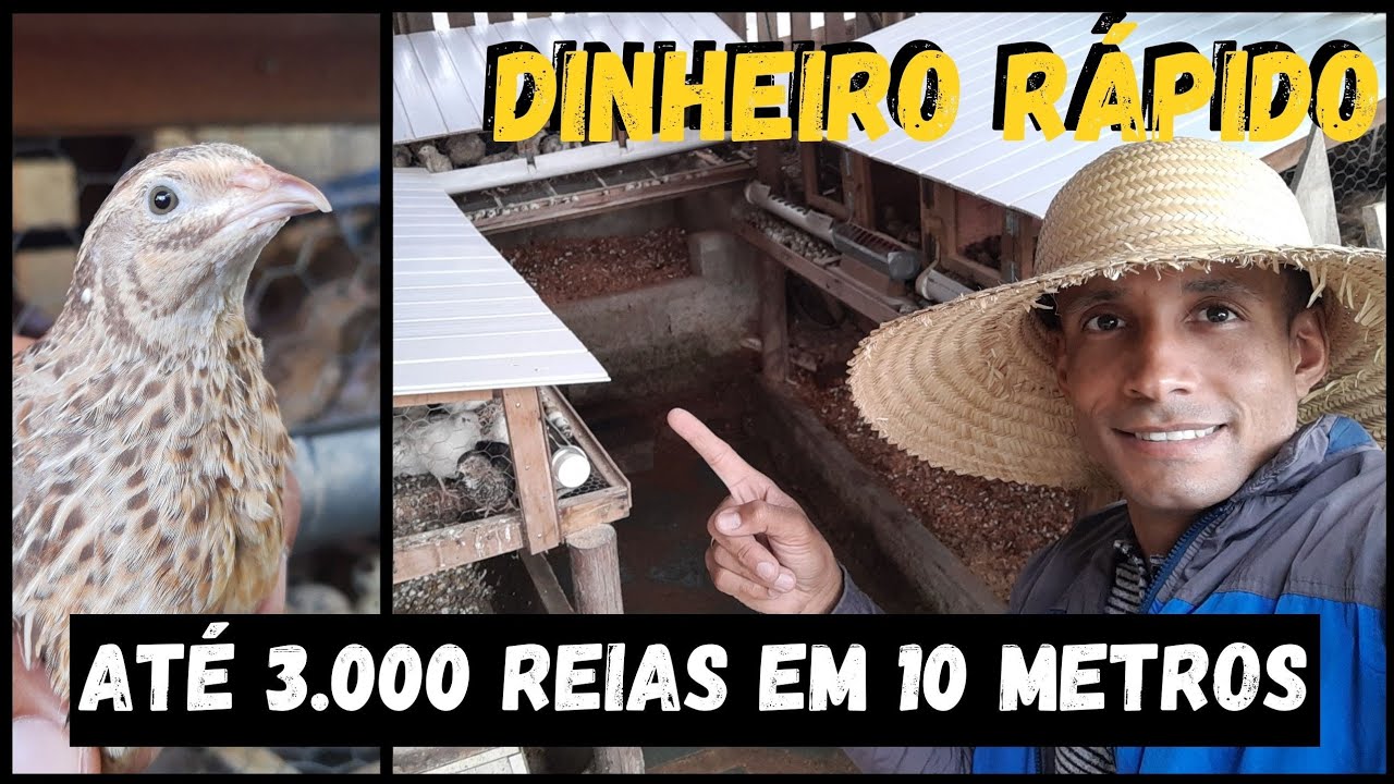 Comece AGORA e veja Como da LUCRO Criar CODORNAS 💵💰 #sustentabilidade @TILAPIAMinhaVida