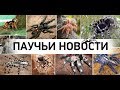 Паучьи новости. Умер скорпион.