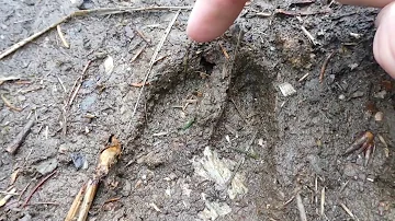 Comment reconnaître les traces de sanglier ?