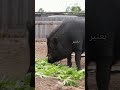 ماذا يأكل الخنزير 