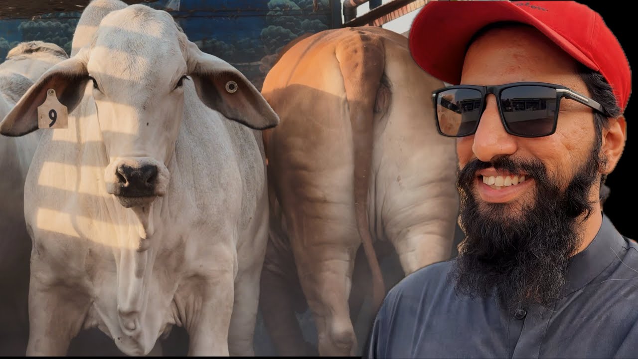 Alhamdulillah Heifer Duniyapur Farm Pohach Gai || KCF Vitagene Farm | AR Maani