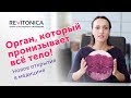 Интерстиций — орган, о котором мы не знали. Плохие новости для инъекционной косметологии.