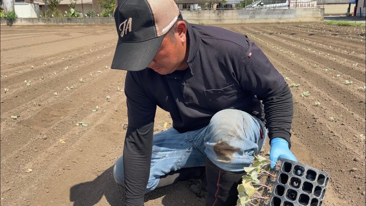 畑に植えた野菜が枯れました　終わりの見えない夏の畑　25/8/30