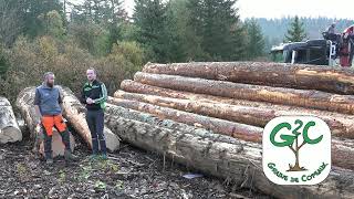 Bois de résonance partie 1 (tout savoir sur le bois) 'Epicéa' forêt du Risoux et Massacre