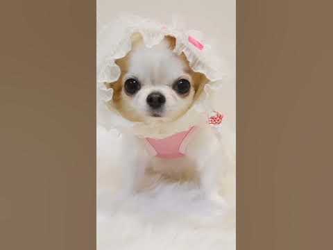 Собачки-милашки! 💗🐶#собачки#милашки#врек - YouTube