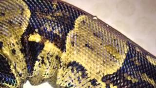 Bath time for the Boa Constrictor