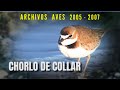 CHORLO DE COLLAR - Archivos Aves 2005 - 2007