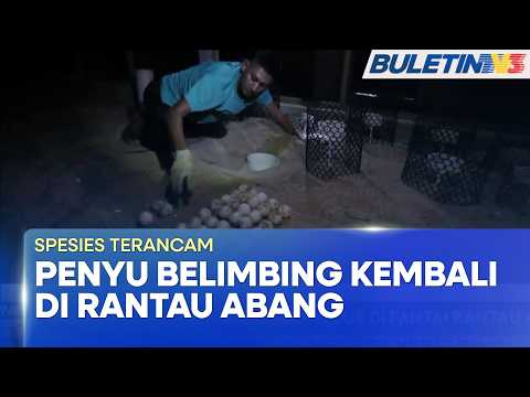 SPESIES TERANCAM | Penyu Belimbing Kembali Bertelur Di Pantai Rantau Abang