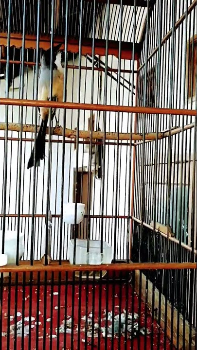 cendet/pentet keluarkan isian Lovebird konslet