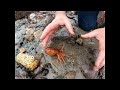 A Colour Changing Octopus and Rock Pooling with Craig Evans