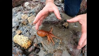 A Colour Changing Octopus and Rock Pooling with Craig Evans