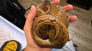 Details Cheapest ball python starter kit DIY setup Update