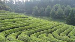 Beautiful Landscape Of Tea Plantations 🌿