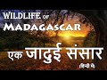 वो अनदेखा अद्भुत जंगल: Wildlife of Madagascar (हिन्दी में)