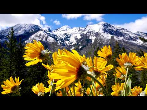 Wild Horses of Montana, Relaxing Music, Peaceful Soothing Instrumental Music Open Road Folk Music