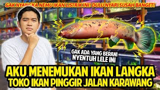 AKU MENEMUKAN IKAN TERLANGKA BISA NYETRUM DI TOKO IKAN PINGGIR JALAN TERLENGKAP DI KARAWANG! NGERI!