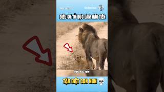 Sư tử đực luôn tận diệt con non. #hải_đăng_aqua #animals #dongvat #haidangaqua #lion #sư_tử