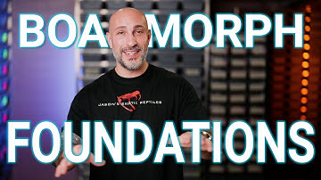 Building the Ultimate Boa Breeding Foundation: Key Morphs & Strategies