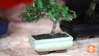 Centro Giardinaggio San Fruttuoso - Il mondo del Bonsai (Prima parte)