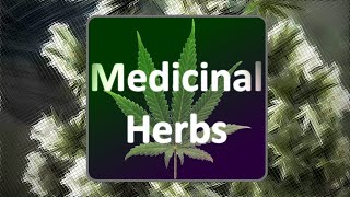 Medicinal Herbs - Cannabis Grow Simulator - Trailer #2 Short screenshot 3