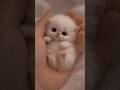 Cute Baby Cats 🐱✨ Adorable Kittens #cats #kittens