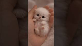 Cute Baby Cats 🐱✨ Adorable Kittens #cats #kittens