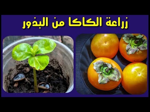فيديو: زراعة الكاكي في المنزل من البذور. هل من الممكن أن تنمو البرسيمون في المنزل من البذور؟ كيف تنمو البرسيمون في المنزل من البذور؟