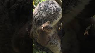 The cutest koala baby in the world! 🐨😍 #babyanimal #koalababy #cuteanimals