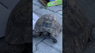 Kaplumbağa 🐢 videosu