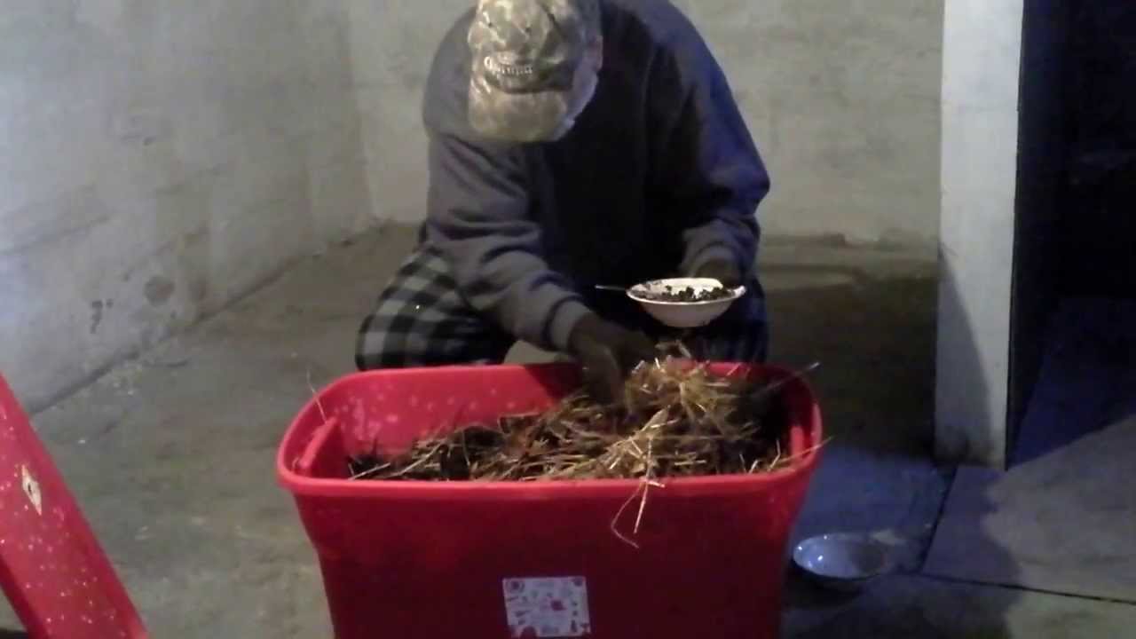 FAMILY FARMER FEEDING YOUR NIGHTCRAWLERS CORRECTLY 