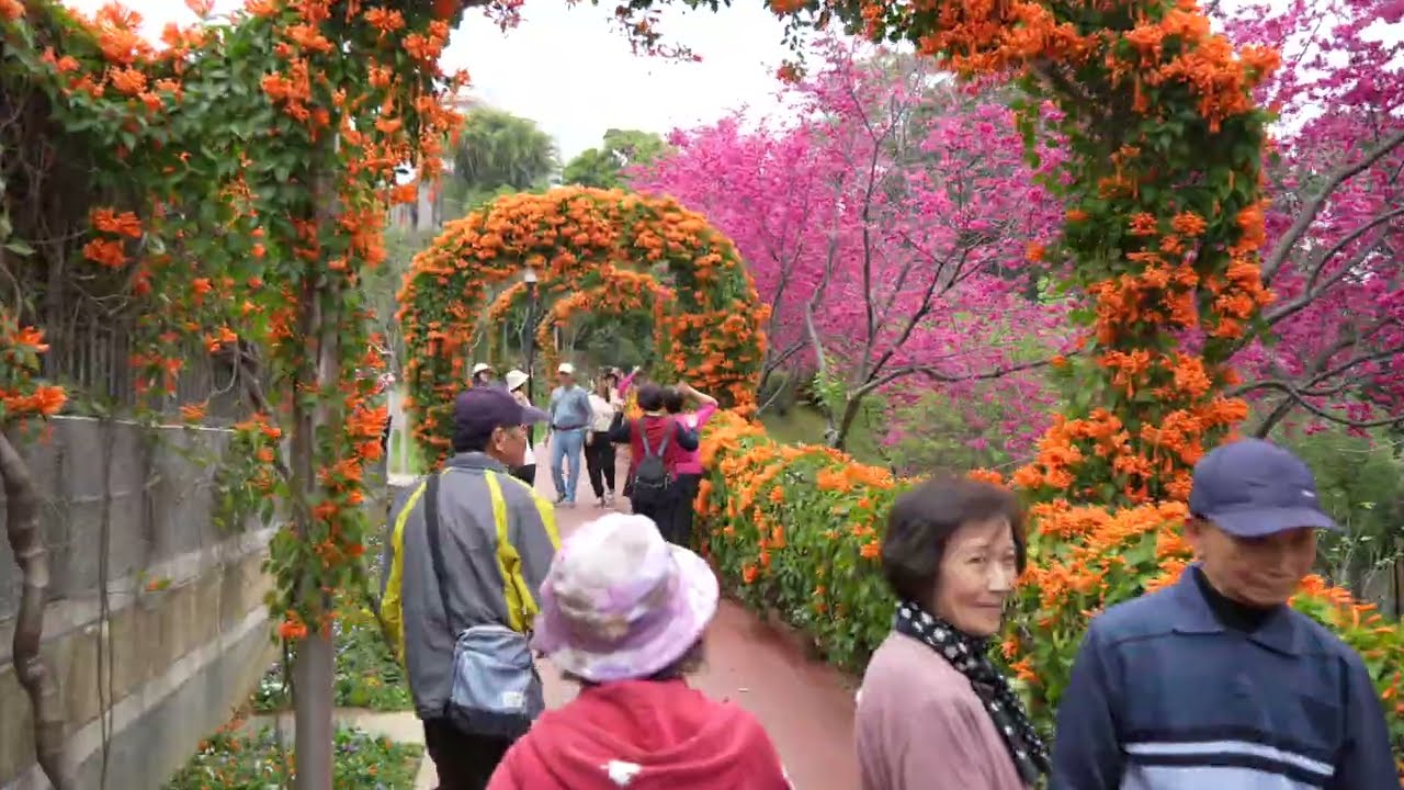 2026花見櫻花季-鶯歌永吉公園