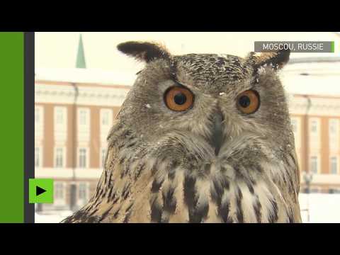 Vidéo: Les Oiseaux Les Plus Communs En Russie