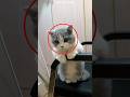 Makhluk kecil ini tidur nya 20 jam?! #shorts #kucinglucu #faktakucing