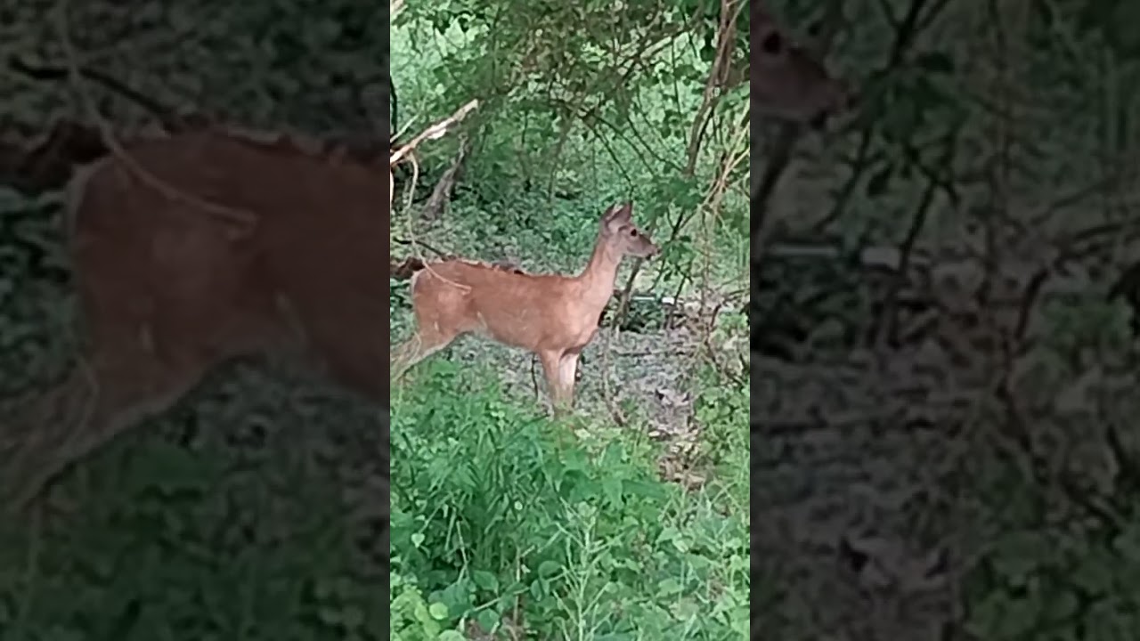whitetail doe bleat sound from deer call. hello deer😱🦌🥰