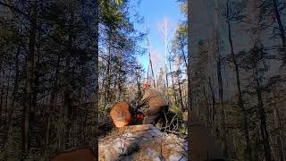 Winter logging 2026 Hemlock tree beautiful day 🌞  #shorts #chainsaw #logging #logger #lumberjack