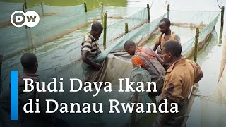 Download Lagu Cara Rwanda Menambah Jumlah Ikan yang Menurun di Danau MP3