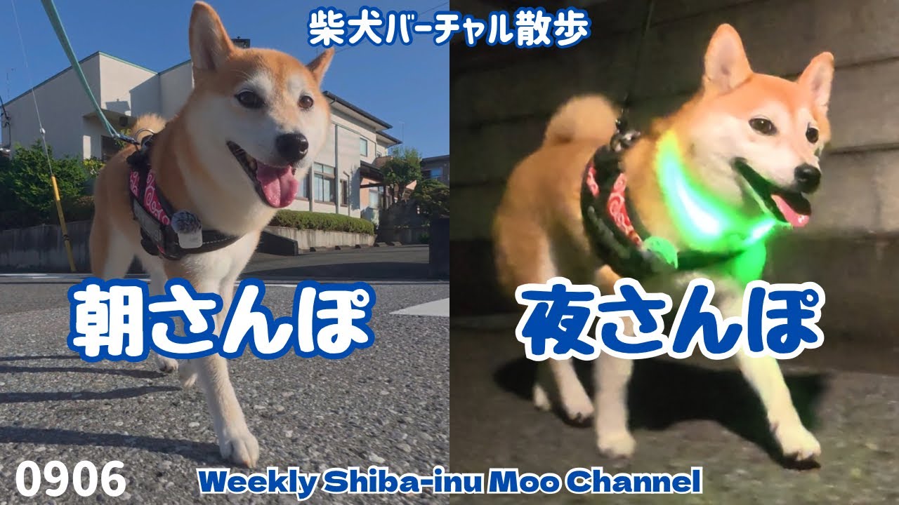 【柴犬】朝さんぽ夜さんぽ 
