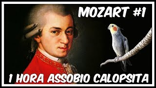 Assobio Calopsita  Mozart  Cockatiel Whistle