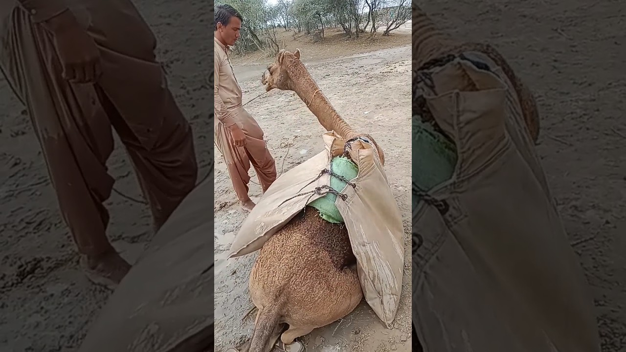 3. الجمل الذكي أدهش الكل أثناء سقي الماء! 💦