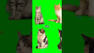 Berapa Banyak Jenis Kucing di Dunia?? #shortsfeed #shortsvideo  #kucing #faktaunik