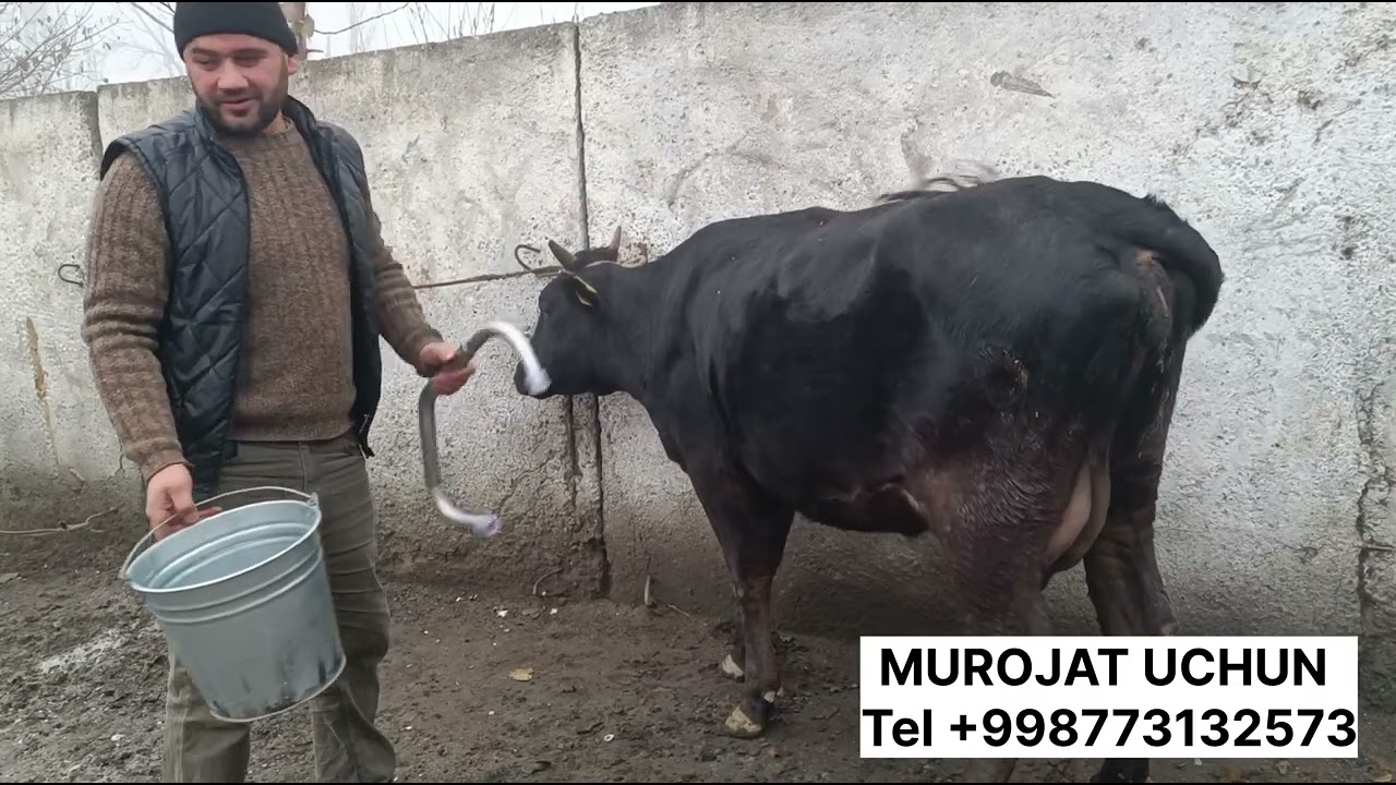 12.12.2025 Andijonda Egasini qiynab sogʻdirmagan molni Qoʻydek yuvosh qilish davosi antibrik 