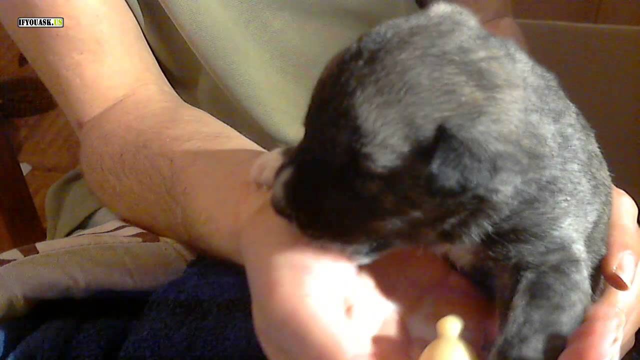 Meet Hero's 2nd Brother. 2 Day Old Cute Puppy Boy. (Puppy Twins)