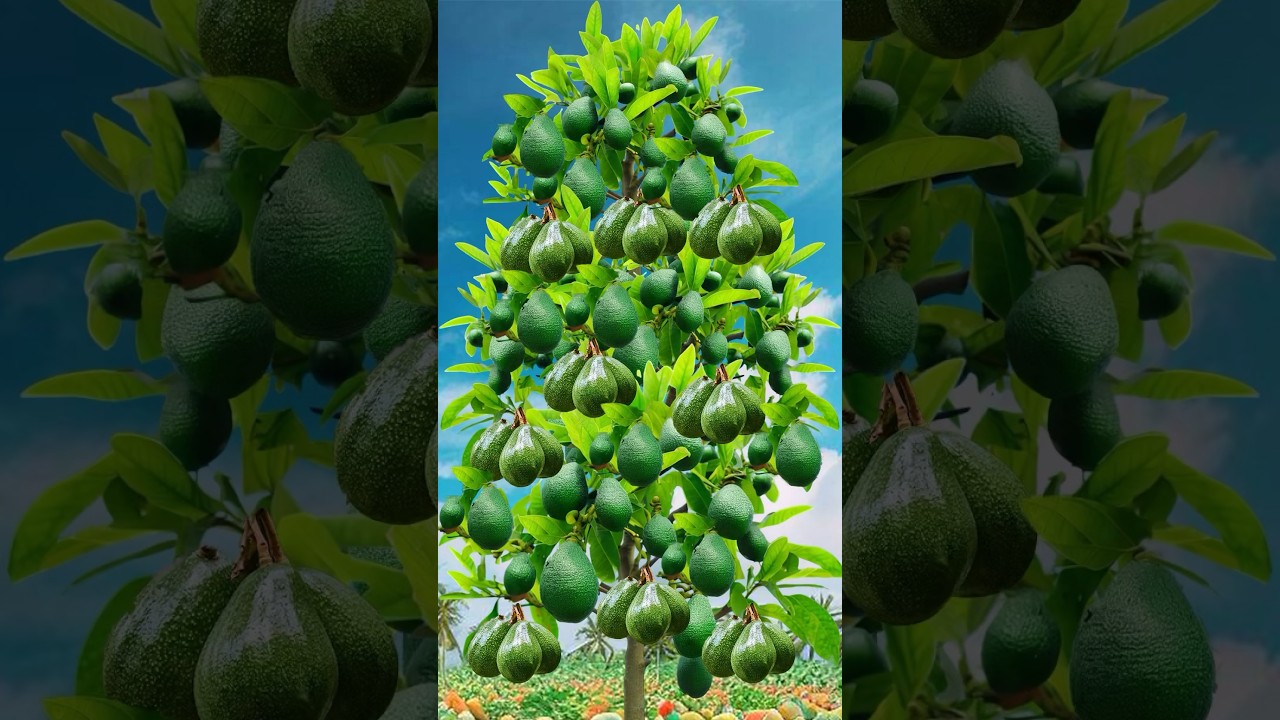 How to grow avocados to get fruit fast 