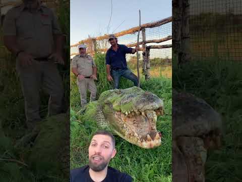 Vídeo: Onde está o tamanho dos crocodilos?