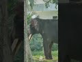 බෙල්ලන්විල රාජමහා විහාරය ✨️☸️