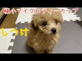 【極小マイクロティーカップ】生後68日目からのしつけ　とにかく覚えが早いので見て下さい！！【トイプードル】【マイクロティーカッププードル】【toy poodle】【犬】